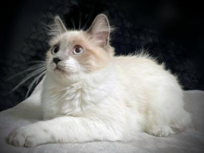 Cute Colorful Kittens - Domestic - Gallery Photo #1