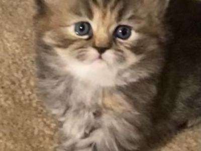 Peppers Persian - Persian - Gallery Photo #1