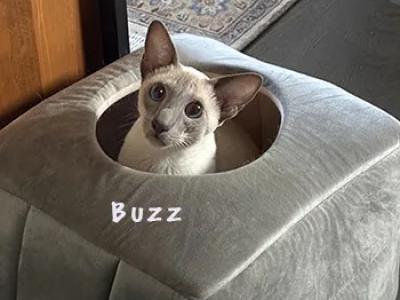 Buzz - Siamese - Gallery Photo #1