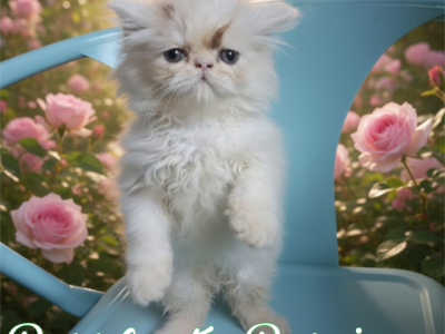 Cfa Chocolate Van Male Persian Kitten - Persian - Gallery Photo #1
