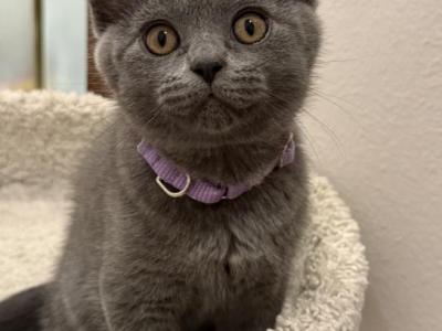Blue British Shorthair - British Shorthair - Gallery Photo #1