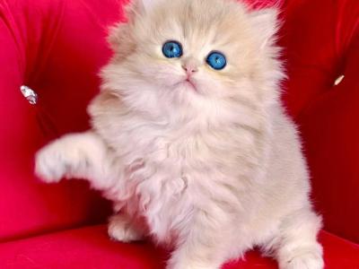 British Longhair Blue Golden Female - British Shorthair - Gallery Photo #1