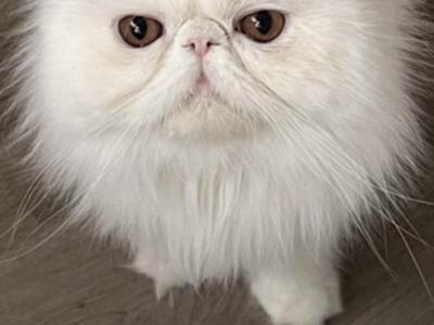 Coco - Persian - Gallery Photo #1