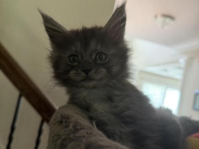 Smoke Grey Polydactyl Female - Maine Coon - Gallery Photo #1