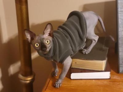 Tommy - Sphynx - Gallery Photo #1