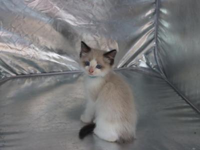 Jingle - Ragdoll - Gallery Photo #1