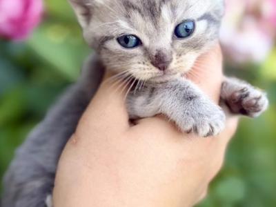 Scottish Fold And Straight Kittens - Scottish Fold - Gallery Photo #1