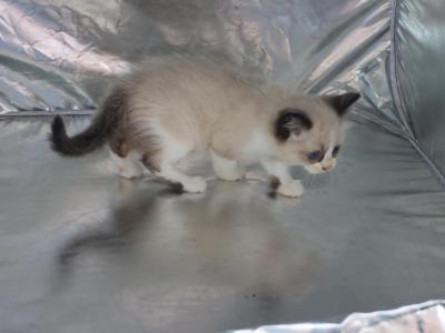 Darci - Ragdoll - Gallery Photo #1