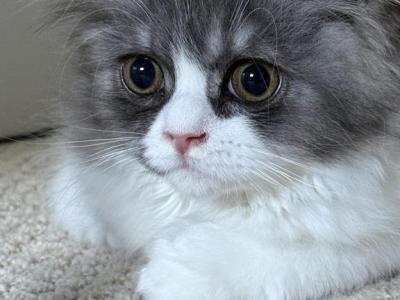 Baw - Persian - Gallery Photo #1