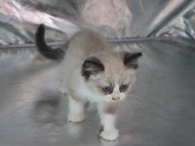 Darci - Ragdoll - Gallery Photo #1