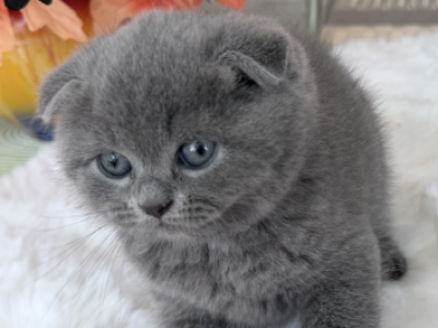 Scottish Fold Male Blue Color Dense Plush Coat - Scottish Fold - Gallery Photo #1