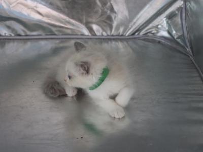 Prince - Ragdoll - Gallery Photo #1