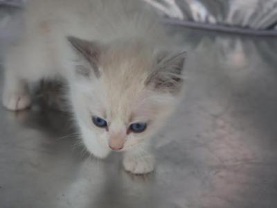 Prince - Ragdoll - Gallery Photo #1