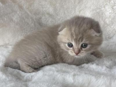 Peachy Fold Male - Scottish Fold - Gallery Photo #1