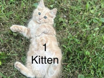 Orange Tabbies - Domestic - Gallery Photo #1