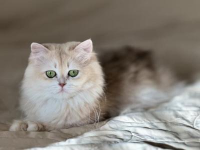 Esther - British Shorthair - Gallery Photo #1