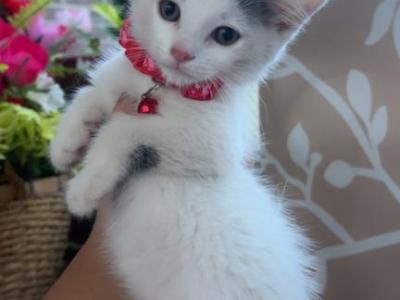 Kittens - American Longhair - Gallery Photo #1
