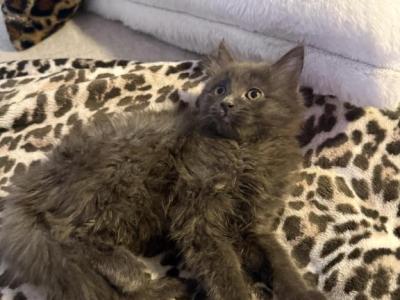 You Pick Name - Maine Coon - Gallery Photo #1
