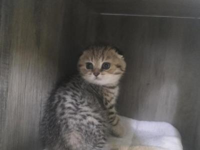 Lilly - Scottish Fold - Gallery Photo #1