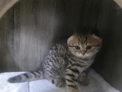 Tilly - Scottish Fold - Gallery Photo #1