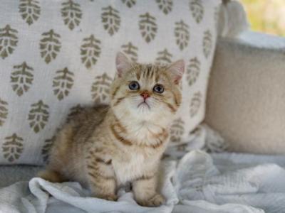 Black Golden Spotted British Shorthair Boy - British Shorthair - Gallery Photo #1