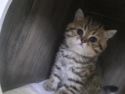 Lilly - Scottish Fold - Gallery Photo #1