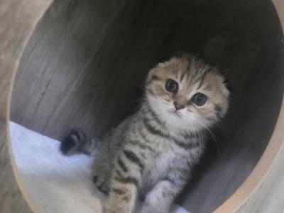 Molly - Scottish Fold - Gallery Photo #1