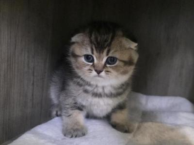 Romeo - Scottish Fold - Gallery Photo #1