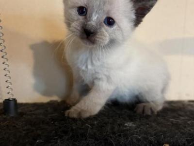 Mani - Siamese - Gallery Photo #1