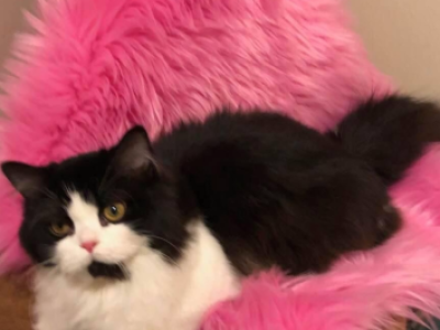 Midgie - Minuet - Gallery Photo #1