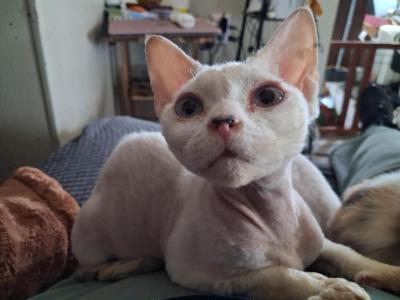Remi - Devon Rex - Gallery Photo #1