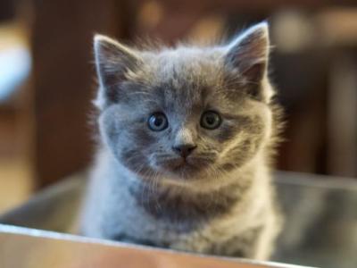 Cute Russian Blues - Russian Blue - Gallery Photo #1