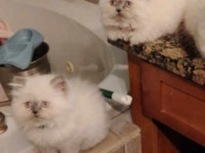 Persian - Persian - Gallery Photo #1