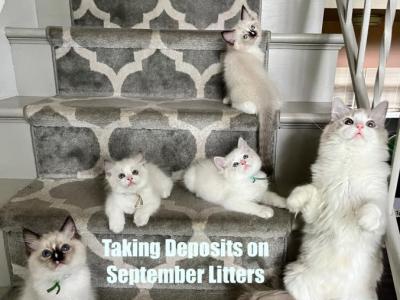 SEPTEMBER LITTERS COMING SOON - Ragdoll - Gallery Photo #1