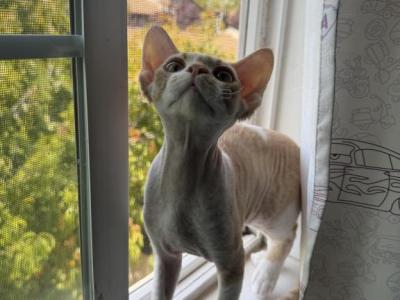 Tiny - Devon Rex - Gallery Photo #1