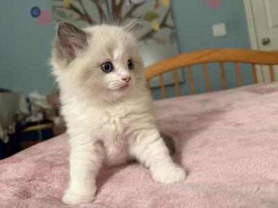 Seal And Blue Ragdoll Kittens - Ragdoll - Gallery Photo #1