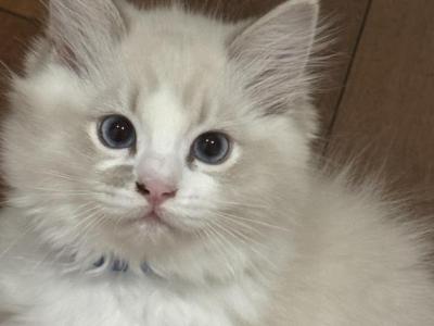 Patato - Ragdoll - Gallery Photo #1