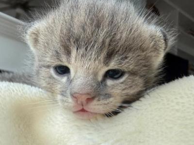 Kira Silver F2 Savannah Kitten - Savannah - Gallery Photo #1