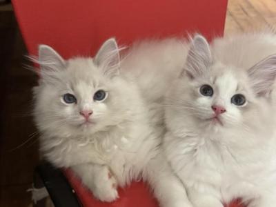 Cheese - Ragdoll - Gallery Photo #1