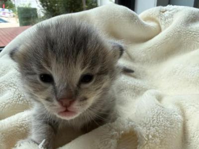 Bodi  Silver F2 Savannah Kitten - Savannah - Gallery Photo #1