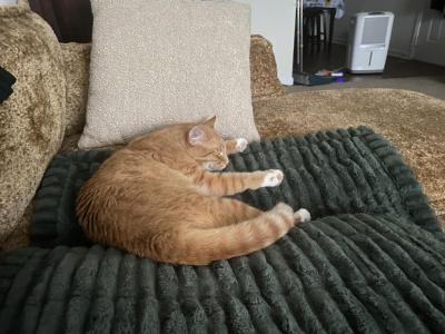 Sunny - Domestic - Gallery Photo #1