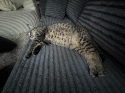 Yeti And Chi Chis Kittens - Munchkin - Gallery Photo #1