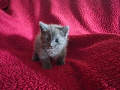 Smokey - Munchkin - Gallery Photo #1