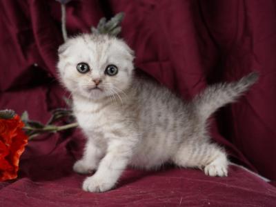 Freddy - Scottish Fold - Gallery Photo #1