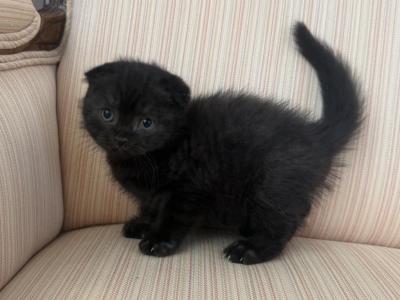 Scottish Fold Black Male Kitten - Scottish Fold - Gallery Photo #1