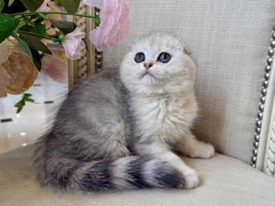 Scottish Fold Silver Male - Scottish Fold - Gallery Photo #1