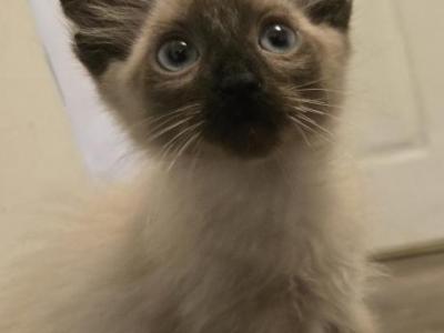 Seal Point Balinese Kitten - Balinese - Gallery Photo #1