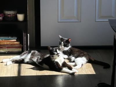 Sabrina And Aggy - Domestic - Gallery Photo #1