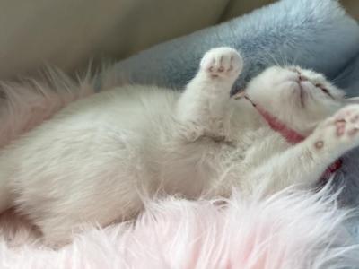 Exotic Shorthair White Female - Exotic - Gallery Photo #1