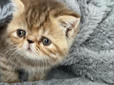 Exotic Chocolate Tabby Girl - Exotic - Gallery Photo #1